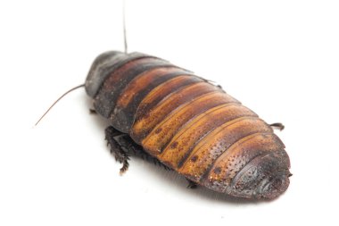 Madagaskar tıslayan hamamböceği (Gromphadorhina alametleri) beyaz arka planda izole edilmiştir.