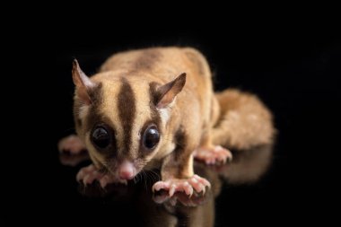 Şeker Planörü - Petaurus breviceps siyah arkaplanda izole edildi