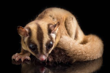 Şeker Planörü - Petaurus breviceps siyah arkaplanda izole edildi