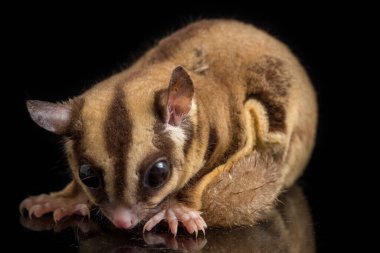 Şeker Planörü - Petaurus breviceps siyah arkaplanda izole edildi