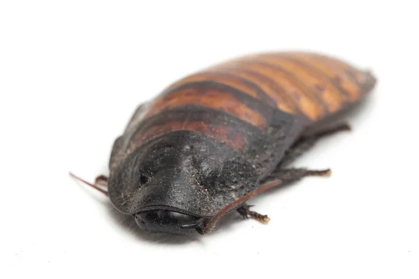 Madagascar Hissing Cockroach Gromphadorhina Portentosa Isolated White Background — Stock Photo, Image