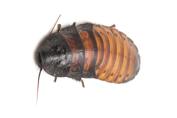 Κατσαρίδα Σφύριγμα Μαδαγασκάρη Gromphadorhina Portentosa Απομονώνονται Λευκό Φόντο — Φωτογραφία Αρχείου