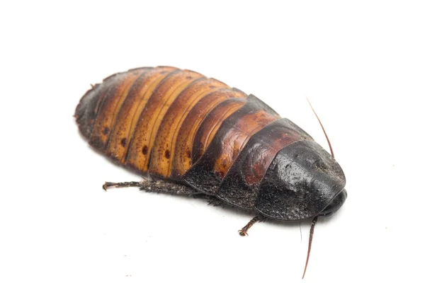 在白色背景下被隔离的马达加斯加嘶鸣的蟑螂 Grothe Dorhina Portentosa — 图库照片
