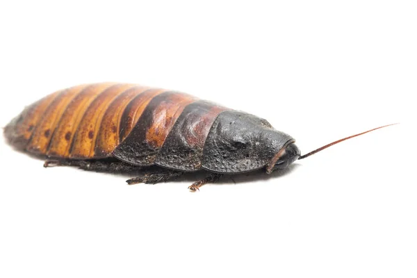 在白色背景下被隔离的马达加斯加嘶鸣的蟑螂 Grothe Dorhina Portentosa — 图库照片
