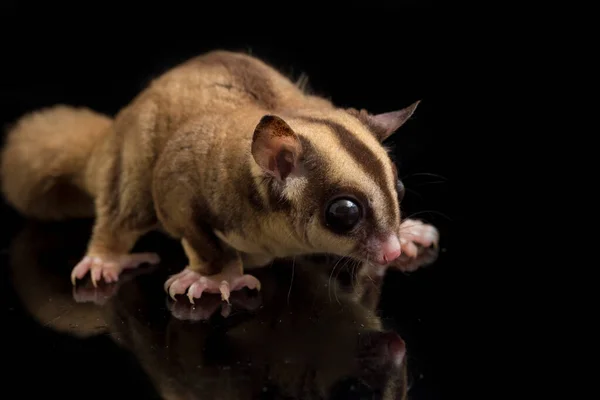 Zuckergleiter Petaurus Breviceps Isoliert Auf Schwarzem Hintergrund — Stockfoto