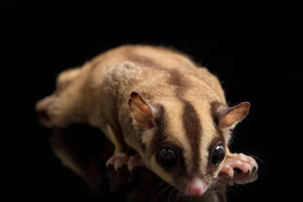 Zuckergleiter Petaurus Breviceps Isoliert Auf Schwarzem Hintergrund — Stockfoto