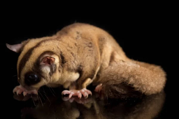 Zuckergleiter Petaurus Breviceps Isoliert Auf Schwarzem Hintergrund — Stockfoto