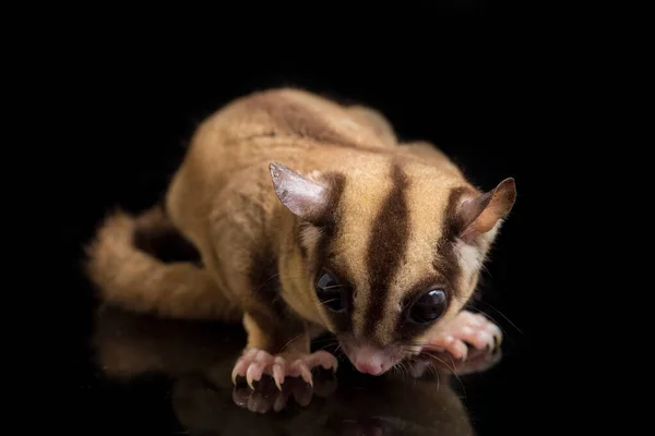 Zuckergleiter Petaurus Breviceps Isoliert Auf Schwarzem Hintergrund — Stockfoto