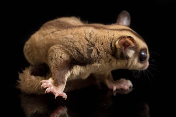 Zuckergleiter Petaurus Breviceps Isoliert Auf Schwarzem Hintergrund — Stockfoto