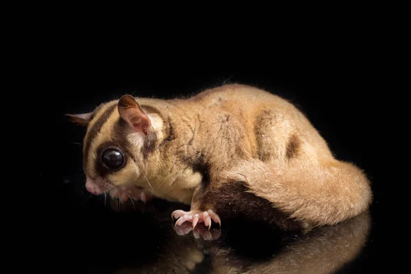 Zuckergleiter Petaurus Breviceps Isoliert Auf Schwarzem Hintergrund — Stockfoto