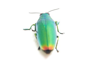 Mücevher böceği (chrysochroa fulminans) beyaz arkaplanda izole edildi.