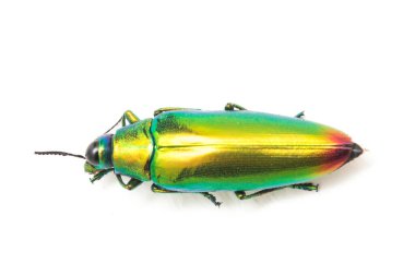 Mücevher böceği (chrysochroa fulminans) beyaz arkaplanda izole edildi.