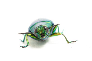 Mücevher böceği (chrysochroa fulminans) beyaz arkaplanda izole edildi.