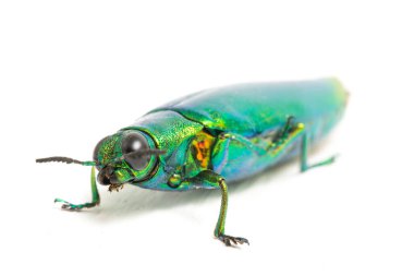 Mücevher böceği (chrysochroa fulminans) beyaz arkaplanda izole edildi.