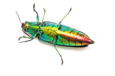 Mücevher böceği (chrysochroa fulminans) beyaz arkaplanda izole edildi.