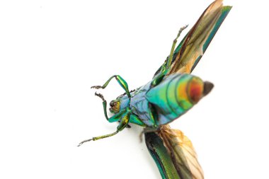 Mücevher böceği (chrysochroa fulminans) beyaz arkaplanda izole edildi.
