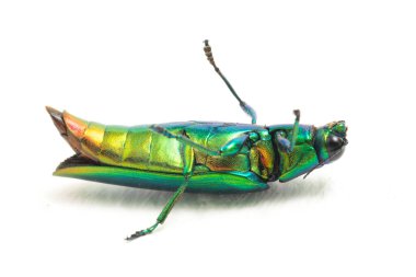 Mücevher böceği (chrysochroa fulminans) beyaz arkaplanda izole edildi.