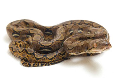 Beyaz arkaplanda yeniden düzenlenmiş Python (Python reticulatus) izole edildi.