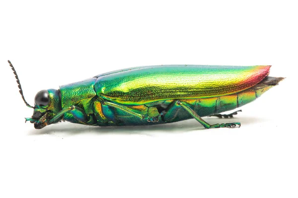 Scarabeo Gioiello Chrysochroa Fulminans Isolato Sfondo Bianco — Foto Stock