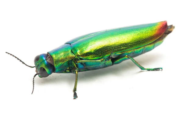 Scarabeo Gioiello Chrysochroa Fulminans Isolato Sfondo Bianco — Foto Stock