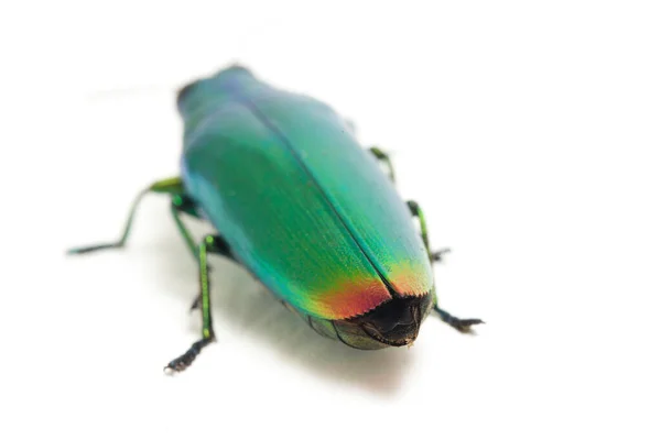 Kumbang Permata Chrysochroa Fulminans Terisolasi Latar Belakang Putih — Stok Foto