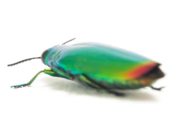 Escarabajo Joya Chrysochroa Fulminans Aislado Sobre Fondo Blanco — Foto de Stock