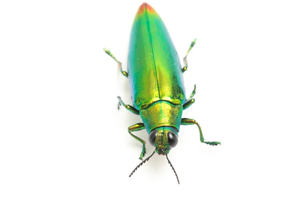 Jewel Beetle Chrysochroa Fulminans Isolated White Background — Stock Photo, Image