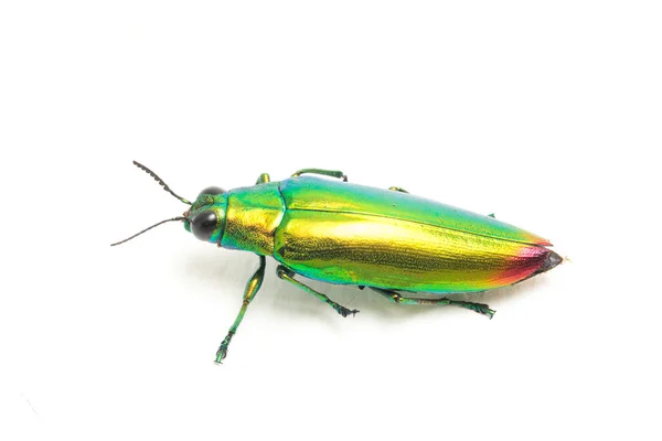 Scarabeo Gioiello Chrysochroa Fulminans Isolato Sfondo Bianco — Foto Stock