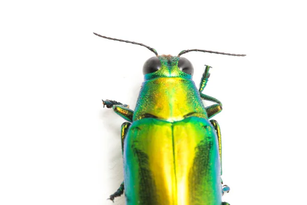 Besouro Jóia Chrysochroa Fulminans Isolado Sobre Fundo Branco — Fotografia de Stock