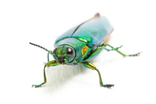 Escarabajo Joya Chrysochroa Fulminans Aislado Sobre Fondo Blanco — Foto de Stock