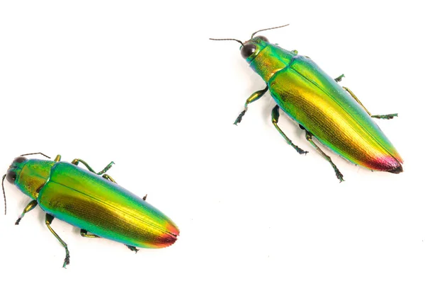 Scarabeo Gioiello Chrysochroa Fulminans Isolato Sfondo Bianco — Foto Stock