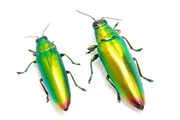 Juwelenkäfer Chrysochroa Fulminans Isoliert Auf Weißem Hintergrund — Stockfoto