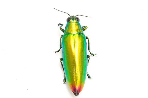 Jewel Beetle Chrysochroa Fulminans Isolated White Background — Stock Photo, Image