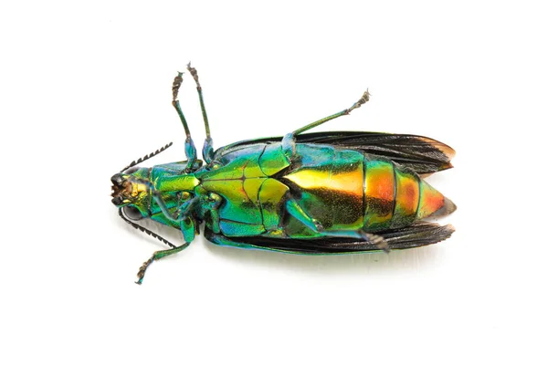 Scarabeo Gioiello Chrysochroa Fulminans Isolato Sfondo Bianco — Foto Stock