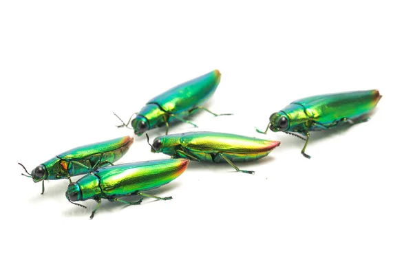 Juwelenkäfer Chrysochroa Fulminans Isoliert Auf Weißem Hintergrund — Stockfoto