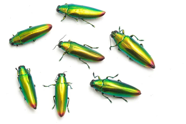 Scarabeo Gioiello Chrysochroa Fulminans Isolato Sfondo Bianco — Foto Stock