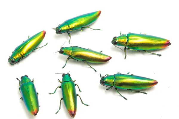 Juwelenkäfer Chrysochroa Fulminans Isoliert Auf Weißem Hintergrund — Stockfoto