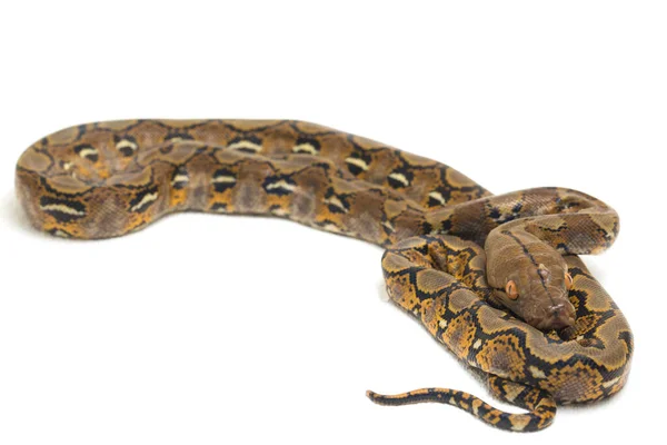 Netzpython Python Reticulatus Isoliert Auf Weißem Hintergrund — Stockfoto