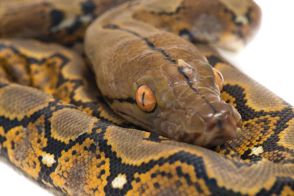 Python Reticulado Python Reticulatus Aislado Sobre Fondo Blanco —  Fotos de Stock