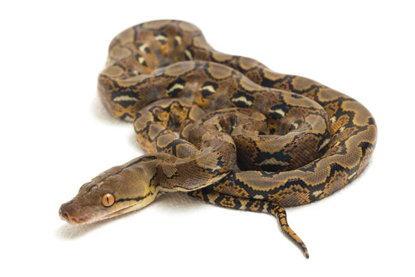 Retikulerad Python Python Reticulatus Isolerad Vit Bakgrund — Stockfoto