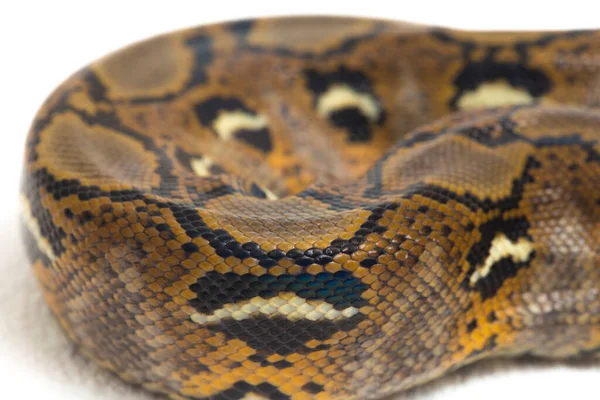 Retikulerad Python Python Reticulatus Isolerad Vit Bakgrund — Stockfoto