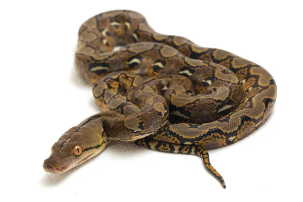 Beyaz Arkaplanda Yeniden Düzenlenmiş Python Python Reticulatus Izole Edildi — Stok fotoğraf