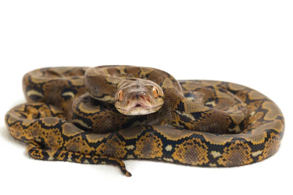 Retikulerad Python Python Reticulatus Isolerad Vit Bakgrund — Stockfoto