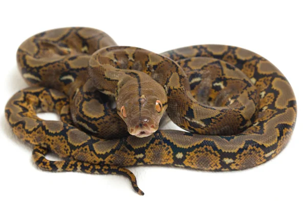 Pitone Reticolato Python Reticulatus Isolato Fondo Bianco — Foto Stock