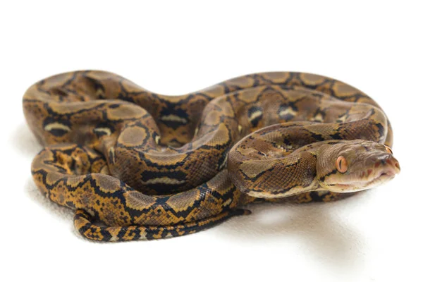 Retikulált Python Python Reticulatus Izolált Fehér Alapon — Stock Fotó