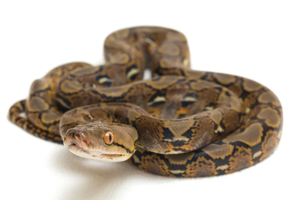 Retikulerad Python Python Reticulatus Isolerad Vit Bakgrund — Stockfoto