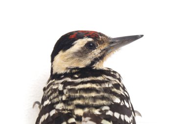 Beyaz zemin üzerinde kuş göğüslü ağaçkakan (Dendrocopos macei) izole