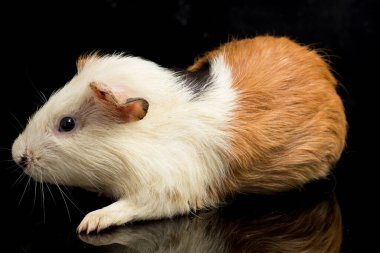 Siyah arka planda izole edilmiş kobay faresi