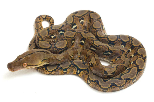 Python Siatkowy Python Reticulatus Izolowany Białym Tle — Zdjęcie stockowe