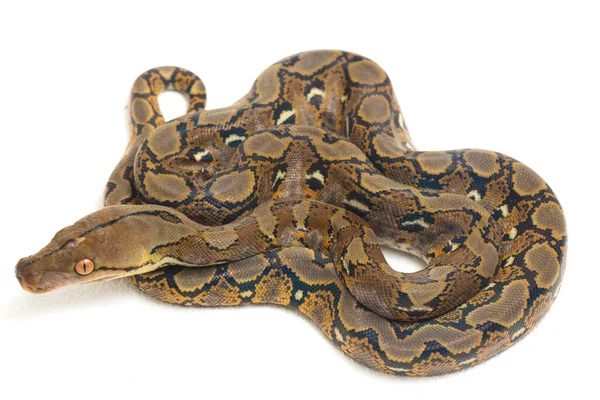 Pitone Reticolato Python Reticulatus Isolato Fondo Bianco — Foto Stock